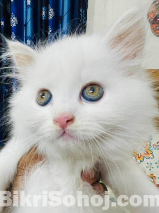 Traditional Persian Kittens